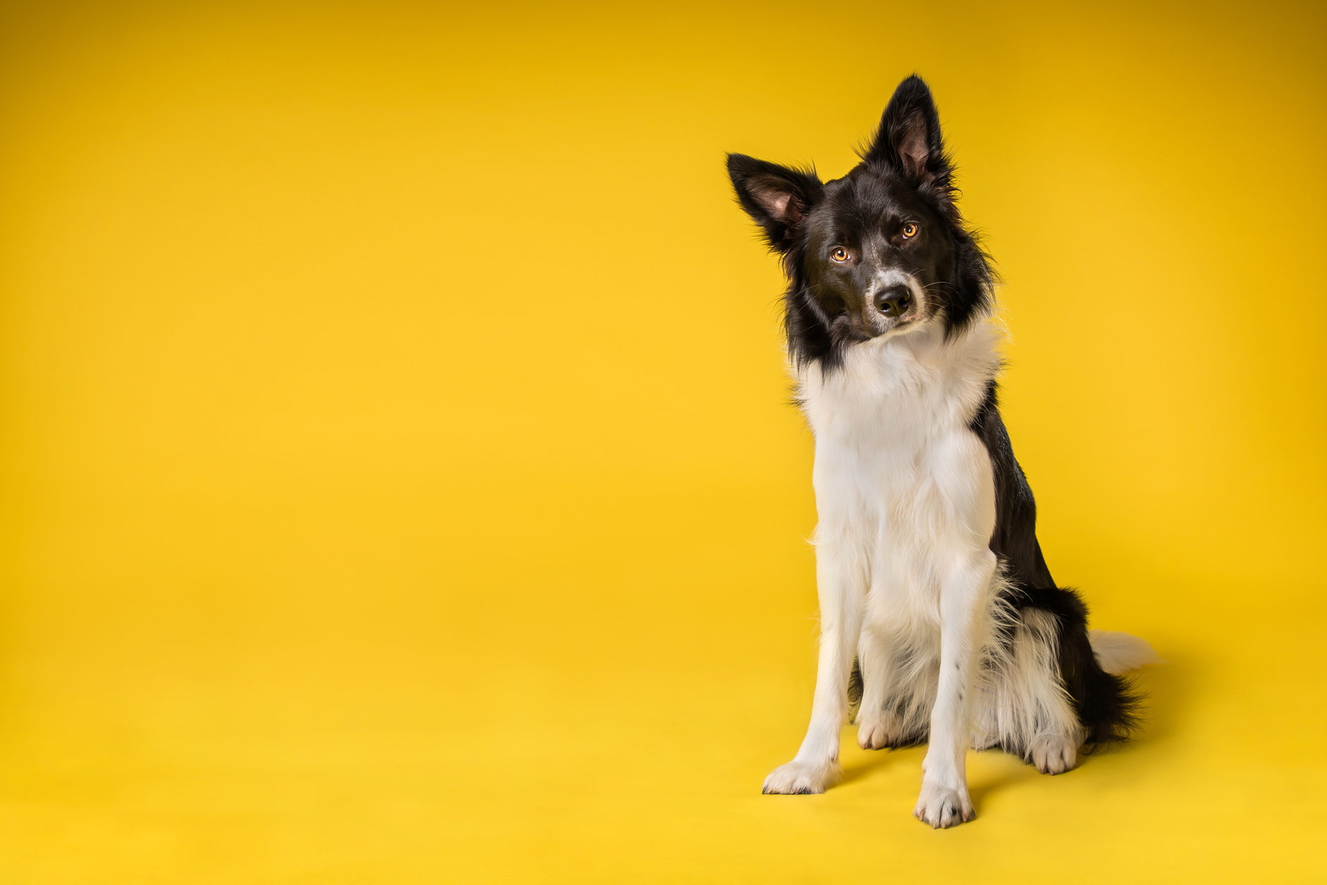Border Collie Dog Sitting on Yellow Background