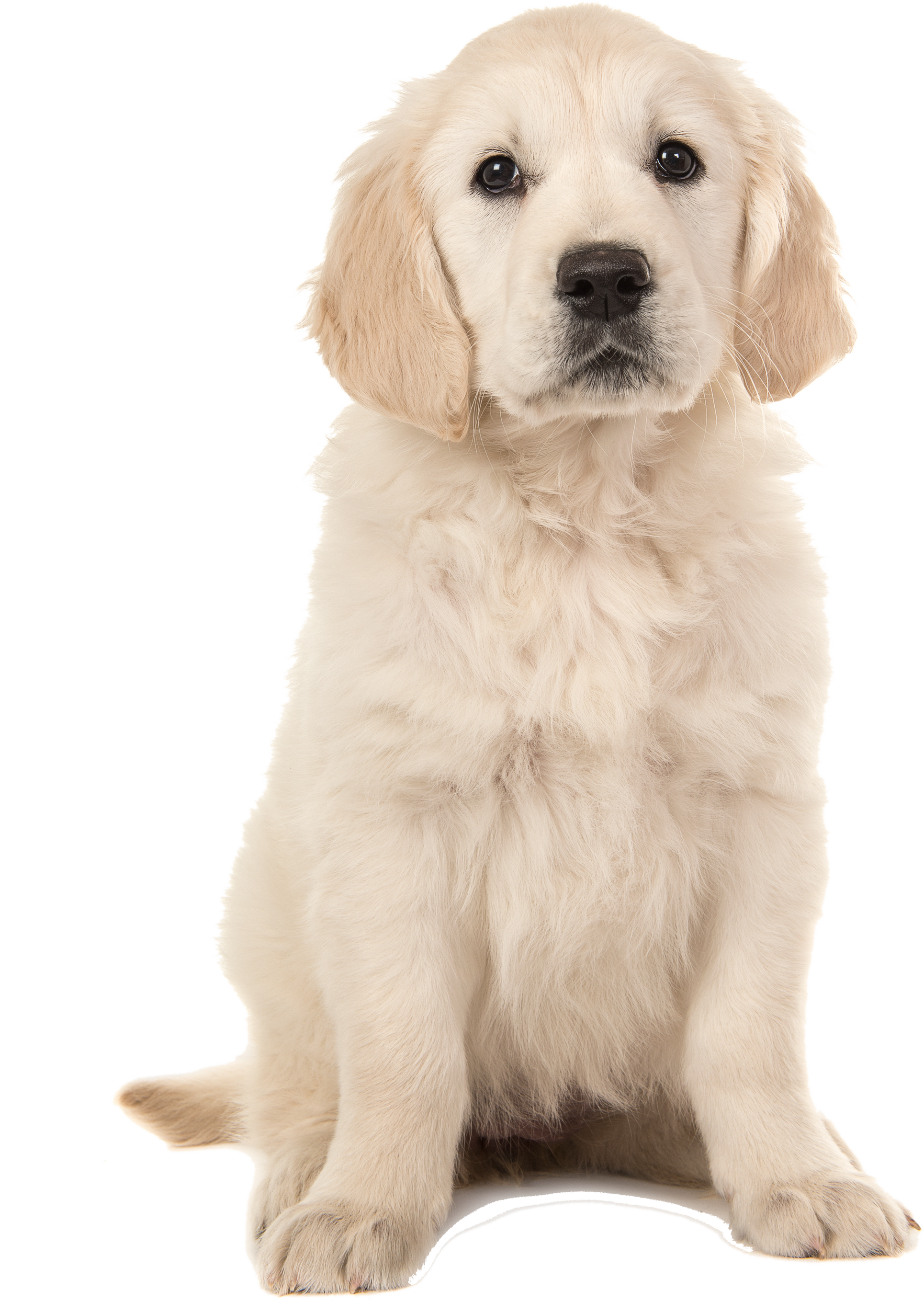 Cute Blond Golden Retriever Puppy Sitting and Facing the Camera Isolated on a White Background