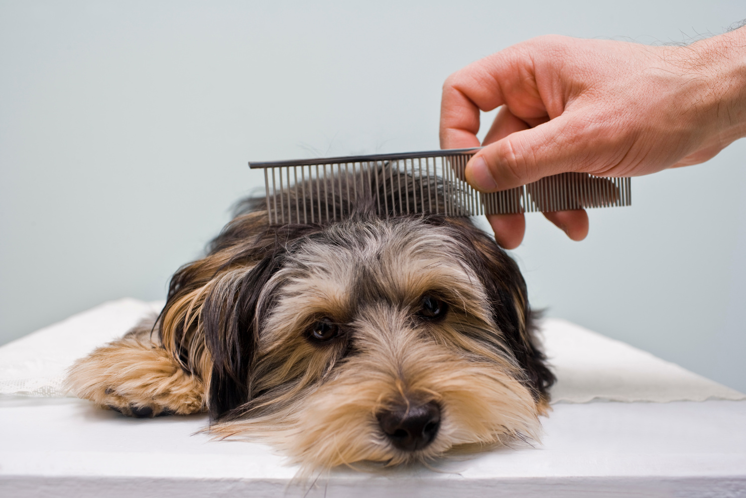 Dog Grooming with a comb