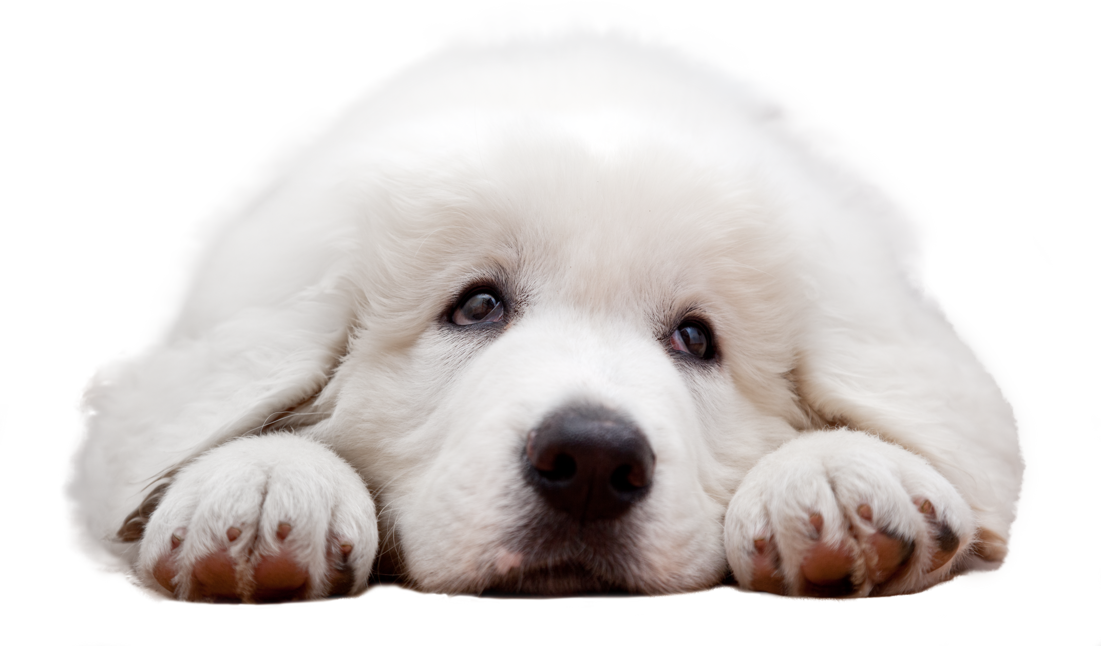 White puppy dog isolated on transparent background