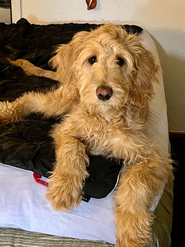 Becky Rook RESOURCES Becky Rooke SDC-Dog Behavior Consultant