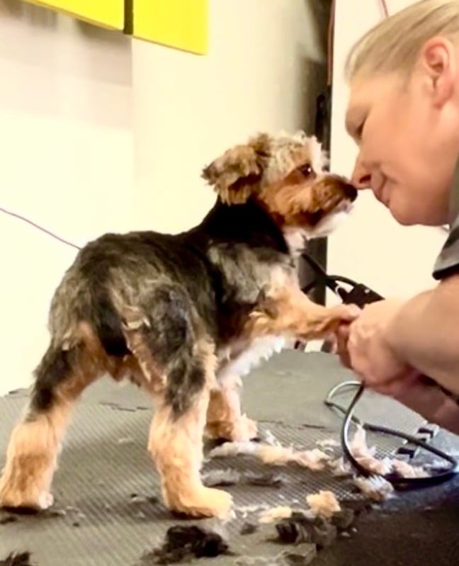 Becky Rook RESOURCES Becky Rooke SDC-Dog Behavior Consultant